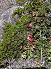 Disterigma empetrifolium