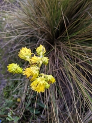 Senecio chionogeton