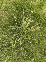 Allium schoenoprasum schoenoprasum