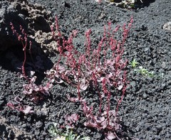 Rumex aetnensis