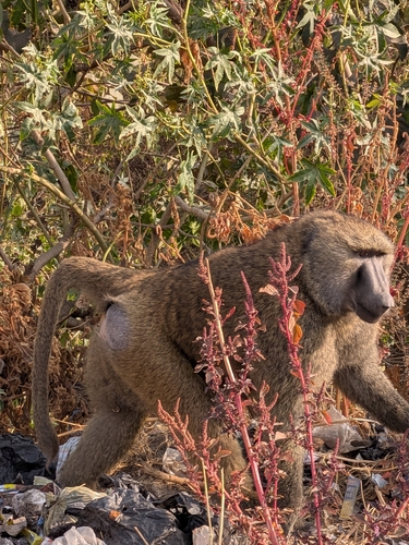 Olive Baboon