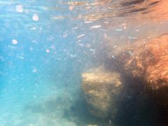 Atheriniformes