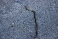 Galvarinus chilensis