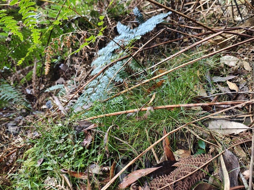 Carex austrotenella observed 2026-05-16