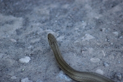 Galvarinus chilensis