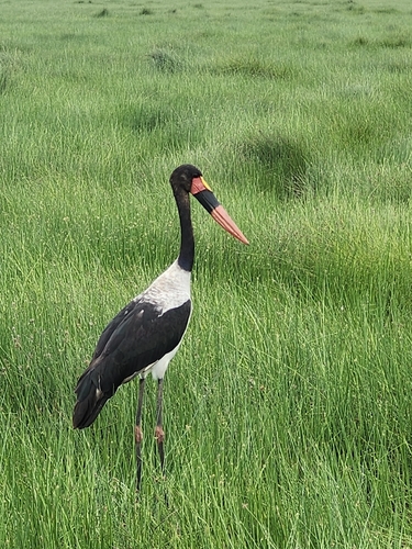 iNaturalist image