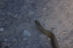 Galvarinus chilensis