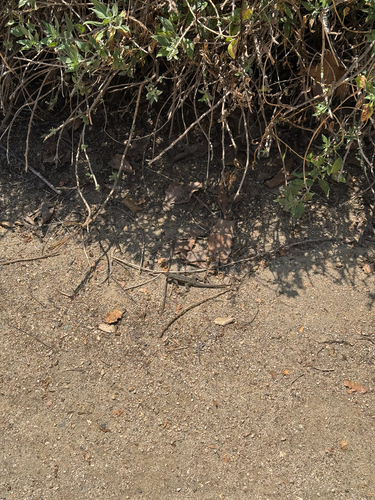 iNaturalist observation photo of Western Fence Lizard