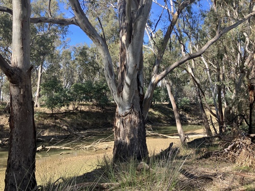 Murray red gum