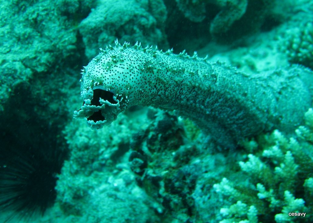 Pearsonothuria