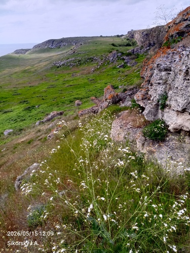Crambe koktebelica, photograph 1