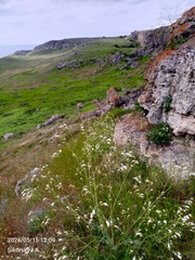 Crambe koktebelica, photograph (c) SIA, some rights reserved (CC BY)
