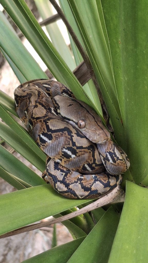 Young reticulated python