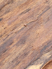 Myrmecophilus pergandei