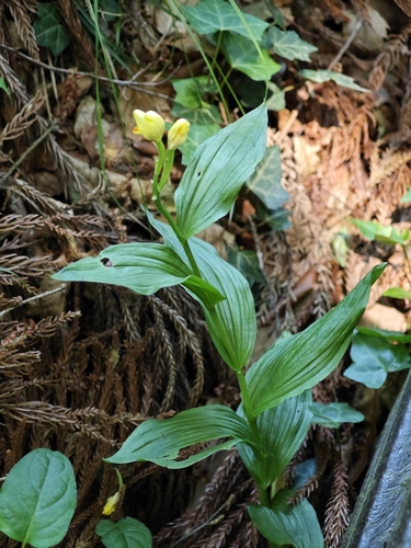 Cephalanthera falcata, photograph 3