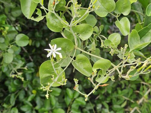 River Jasmine