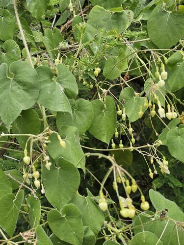 Trellis-vine