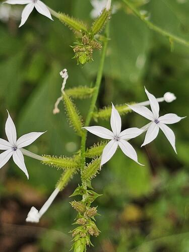 wild leadwort