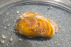 Musculus niger