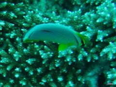 Chaetodon trifasciatus