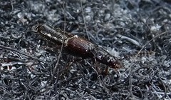 Coprophilus striatulus