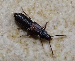 Coprophilus striatulus