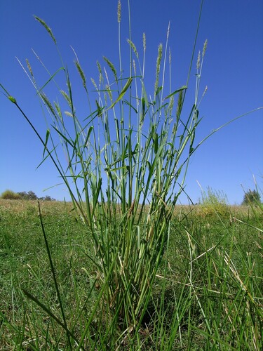 Echinochloa inundata