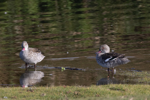 iNaturalist: (c) ianrijsdijk, some rights reserved (CC BY-NC), uploaded by ianrijsdijk iNaturalist image