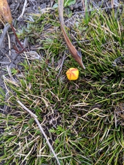 Gentianella hirculus