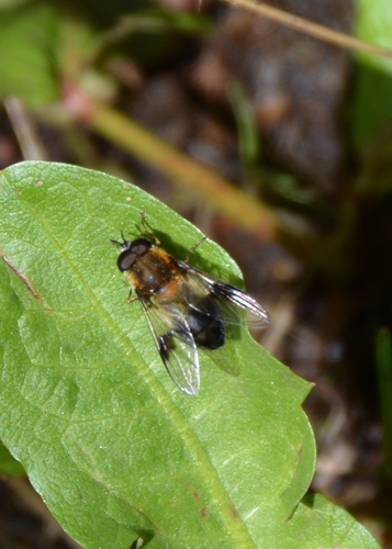 Leucozona inopinata