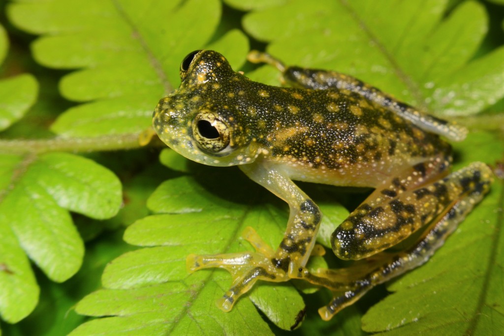 White-Spotted Cochran Frog
