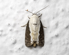 Tathothripa continua