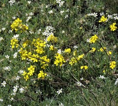 Erysimum bonannianum