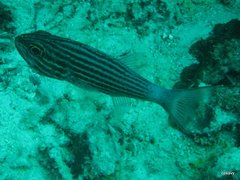 Cheilodipterus macrodon