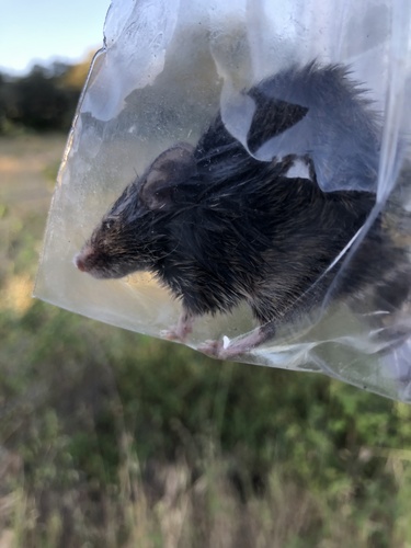 Algerian Mouse, União das freguesias de Nossa Senhora da Tourega e Nossa Senhora de Guadalupe, Nossa Senhora da Tourega, Alentejo, PT, photo 6 of 10