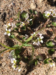 Cochlearia officinalis