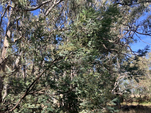 Silver wattle