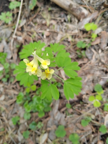 Corydalis bracteata, photograph 4