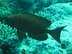 Priacanthus hamrur