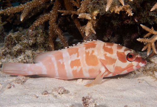 Blacktip grouper (Epinephelus fasciatus) — Serranidae — 5