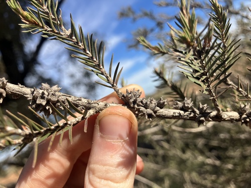 Melaleuca wilsonii