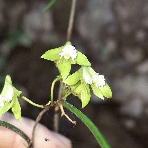 Dendrobium bowmanii, photograph 4