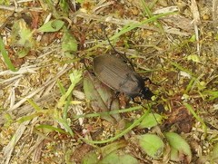 Chlaenius tomentosus