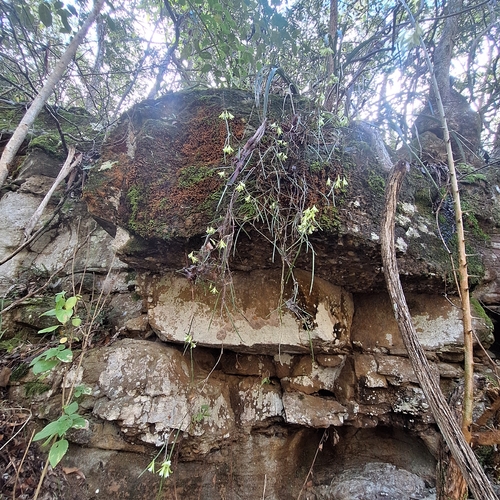 Dendrobium bowmanii, photograph 5