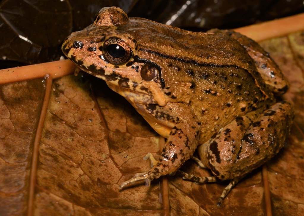 Bulun White-Lipped Frog