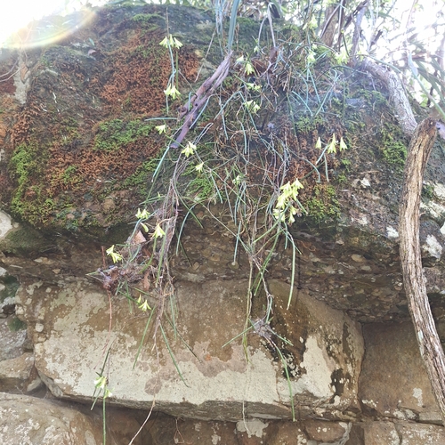 Dendrobium bowmanii, photograph 6