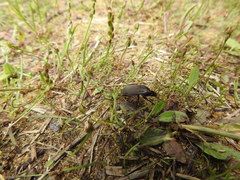 Chlaenius tomentosus