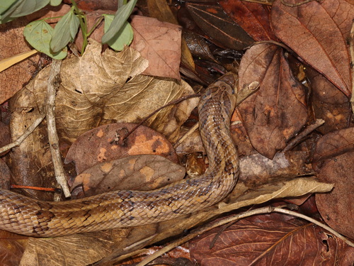 Small-banded Kukri Snake