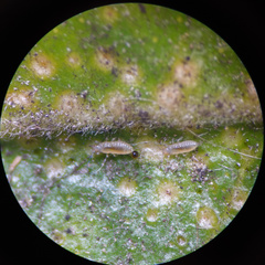 Heliothrips haemorrhoidalis