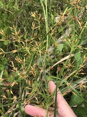 Rhynchospora corymbosa